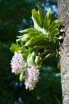 Orchids Stock Photos