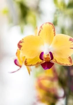 Orchids Stock Photos