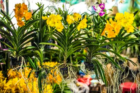 Orchids Stock Photos