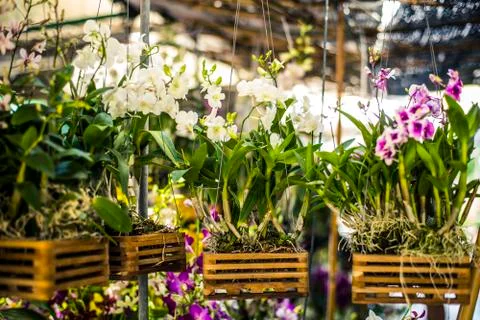 Orchids Stock Photos