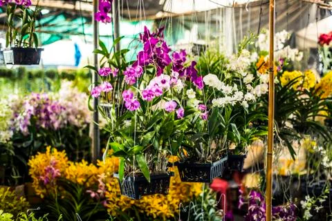 Orchids Stock Photos