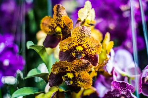 Orchids Stock Photos