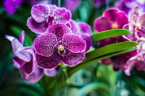 Orchids Stock Photos