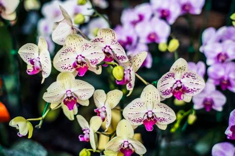 Orchids Stock Photos