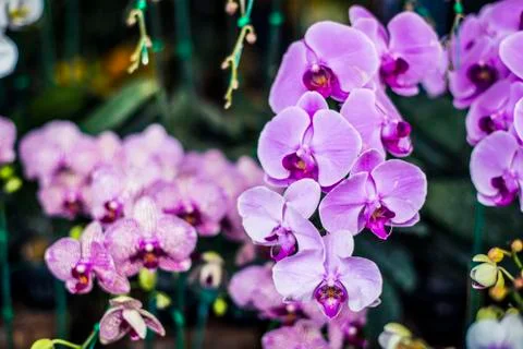 Orchids Stock Photos