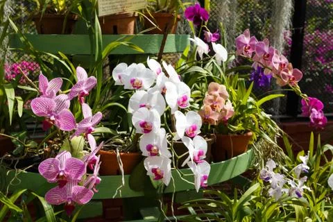 Orchids  Stock Photos
