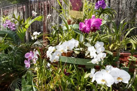 Orchids Stock Photos