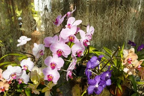 Orchids Foto stock