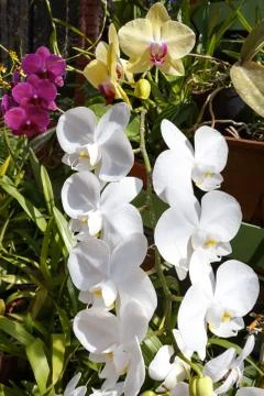  	Orchids  Stock Photos