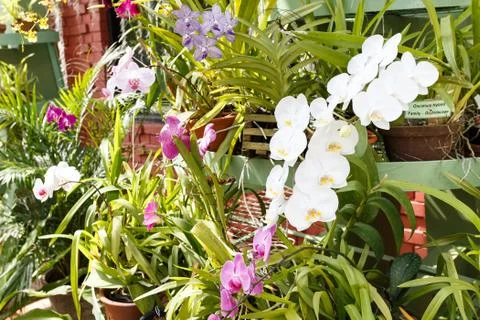  	Orchids  Stock Photos