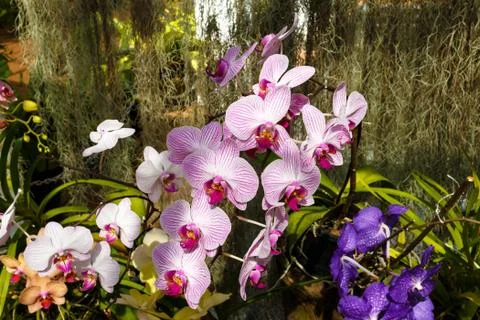  	Orchids  Stock Photos