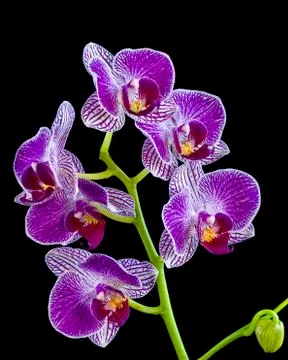 Orchids Stock Photos