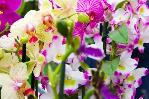 Orchids Stock Photos