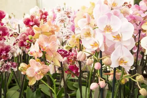 Orchids Stock Photos