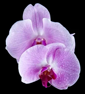 Orchids Stock Photos
