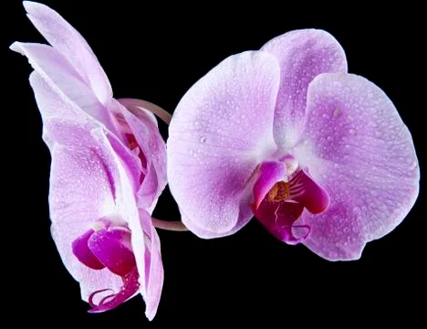 Orchids Stock Photos