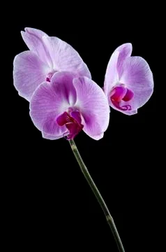 Orchids Stock Photos
