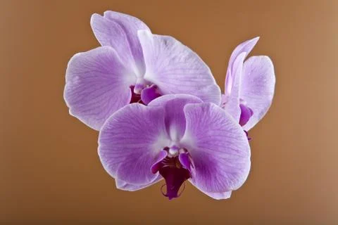 Orchids Stock Photos