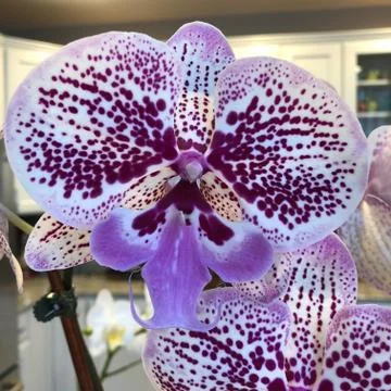 Orchids 库存照片