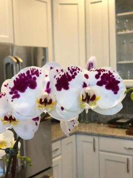 Orchids 库存照片