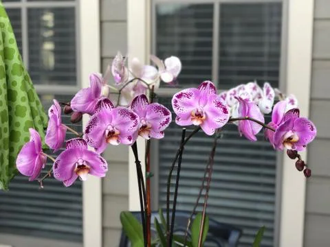 Orchids 库存照片