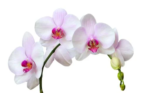 Orchids Stock Photos