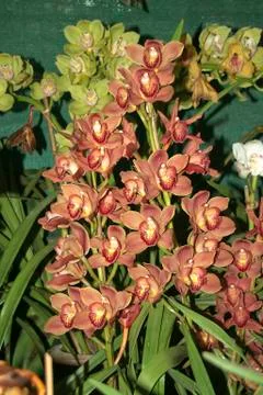 Orchids Stock Photos