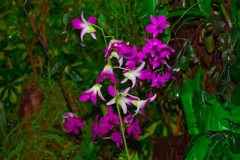 ORCHIDS Stock Photos