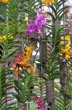 Orchids Stock Photos