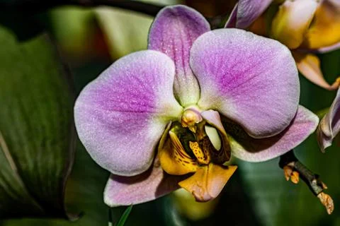 Orchids Stock Photos
