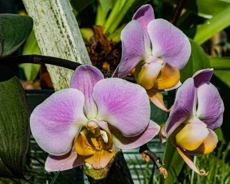 Orchids Stock Photos