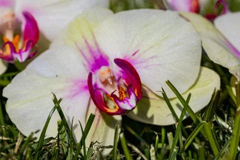 Orchids Stock Photos