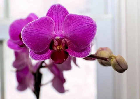 Orchids Stock Photos