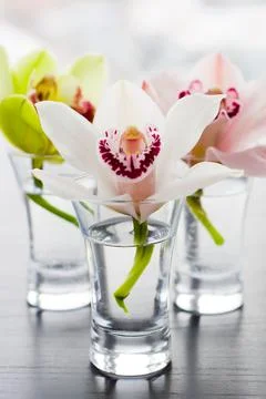 Orchids Stock Photos