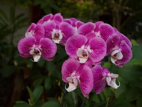 Orchids Stock Photos