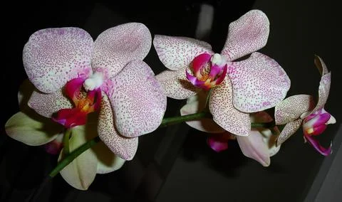 Orchids 写真素材