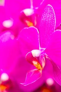 Orchids Stock Photos