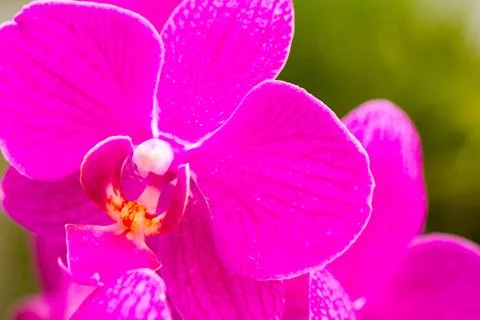Orchids Stock Photos