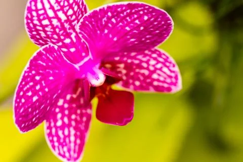 Orchids Stock Photos