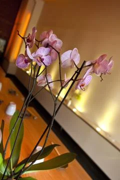 Orchids Stock Photos