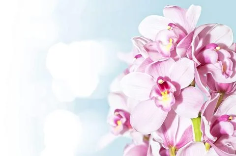 Orchids Stock Photos