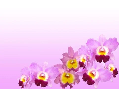 Orchids Stock Photos