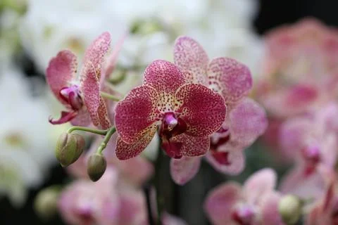 Orchids / Pink orchids Stock Photos