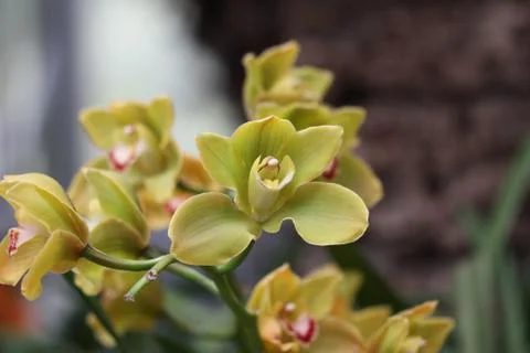 Orchids / Pink orchids Stock Photos