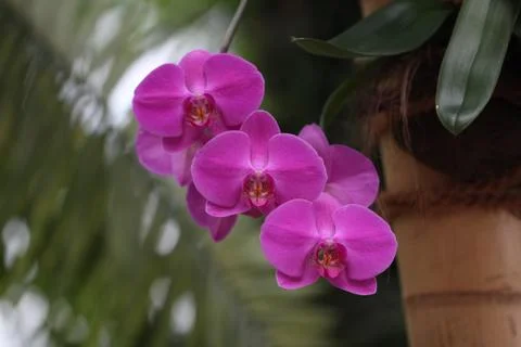 Orchids / Pink orchids Stock Photos