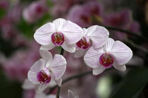 Orchids / Pink orchids Stock Photos