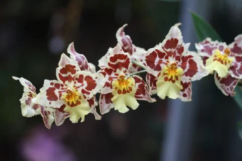 Orchids / Pink orchids Stock Photos
