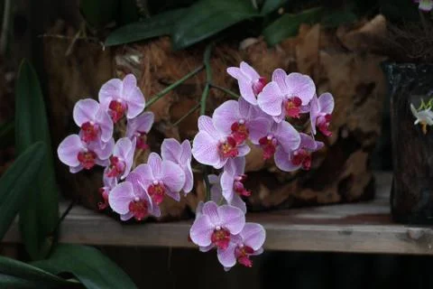 Orchids / Pink orchids Stock Photos