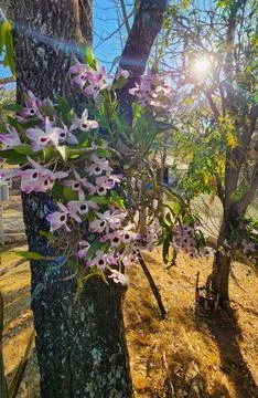 Orchids planted on a tree Stock Photos