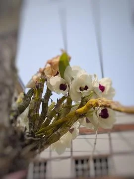 Orchids planted on a tree Stock Photos